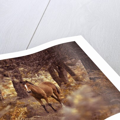 Wild Horse, New Forest by Assaf Frank